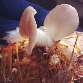 Foto de HONGO OSTRA DE IHUARÍ