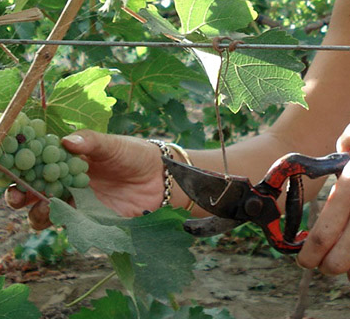 Foto de NOTA DE CATA: INTIPALKA CHARDONNAY