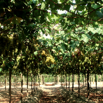 Foto de SEMANA PARA BEBER VINO PERUANO