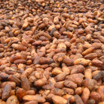 Foto de CACAO AROMA