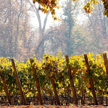 Foto de EL VINO DE CARLOS COUSIÑO