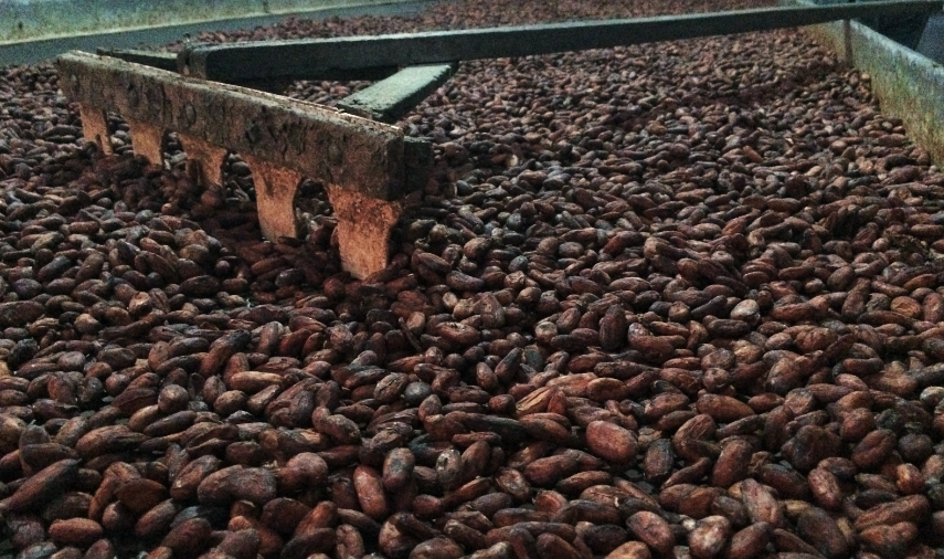 FESTIVAL DEL CACAO EN UCAYALI