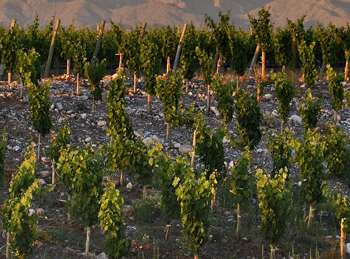 Foto de TALLER DE TERROIR VÍA STREAMING
