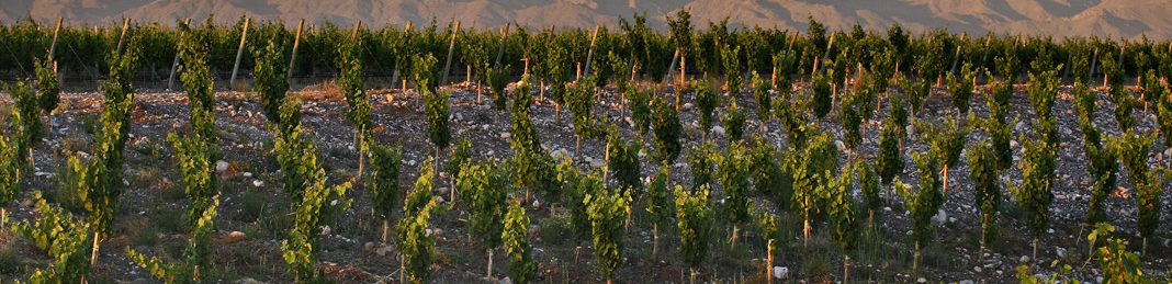 TALLER DE TERROIR VÍA STREAMING