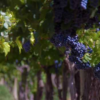 Foto de EL MES DEL MALBEC