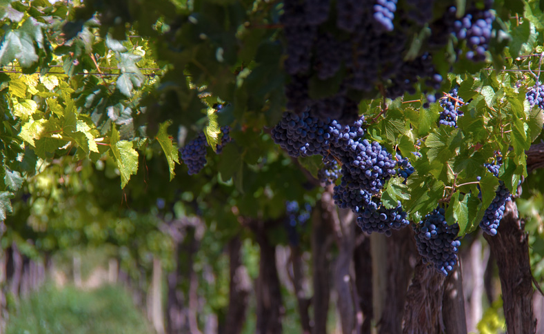 EL MES DEL MALBEC