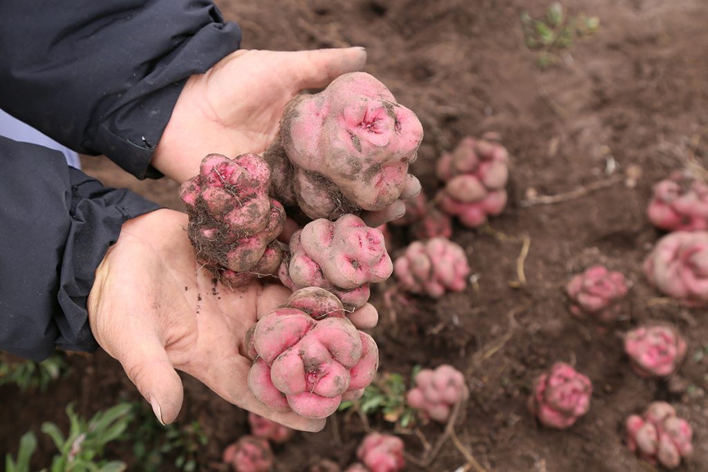 CUATRO MÉTODOS PARA COCINAR LAS PAPAS NATIVAS POR DON LUCHO