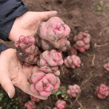 Foto de CUATRO MÉTODOS PARA COCINAR LAS PAPAS NATIVAS POR DON LUCHO