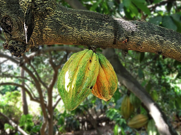 CACAO BLANCO D.O. CHULUCANAS