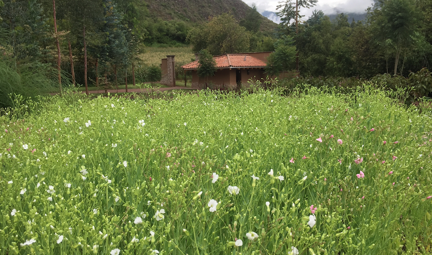 MOMENTO: EL ECO HUERTO DE INKATERRA
