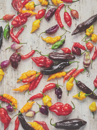 AJÍ: PROYECTO CAPSICUM