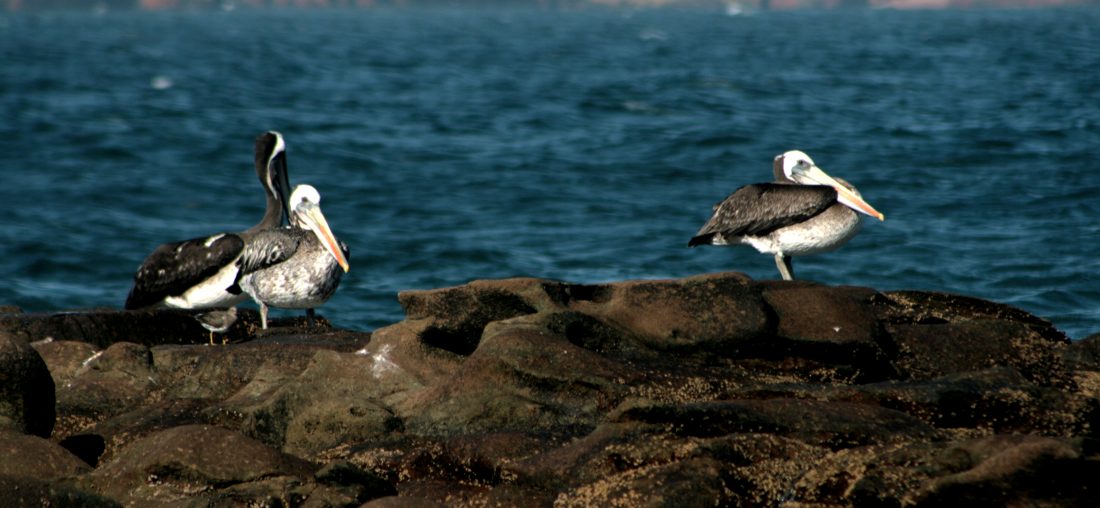 BALANCE OCEANA 2019: HECHOS EN PESCA Y CONSERVACIÓN MARINA