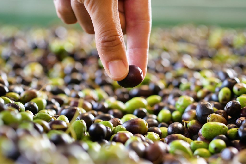 ACEITE DE OLIVA PERUANO: EN LA HERÓICA CIUDAD DE TACNA NACE SANTOLIVO