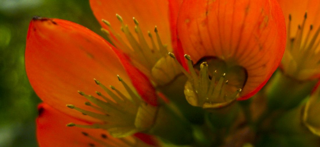 LA CASA DE DOÑA LOLA EN AMAZONAS: LA HISTORIA DE CUANDO UNA MASCARILLA SALVA UN COLIBRÍ