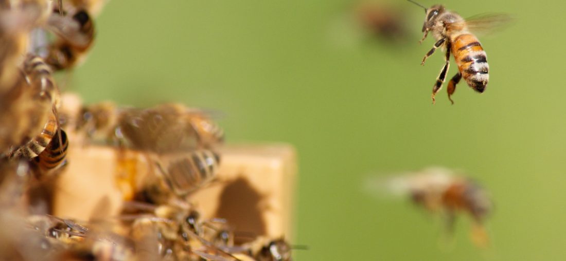 CELEBREMOS A LAS ABEJAS EN SU DÍA: ESE PEQUEÑO GIGANTE DE LA CADENA DE ALIMENTACIÓN