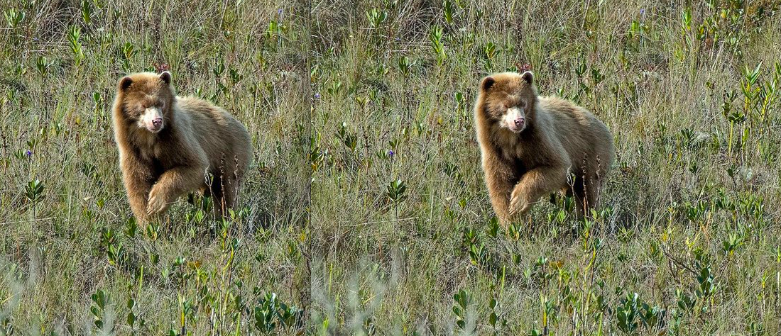 UNA ASOCIACIÓN EN HIERBA BUENA QUE BRILLA POR SU OSO DORADO