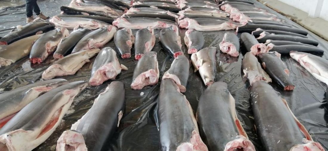 LA PESCA ILEGAL, OCEANA Y SU PROPUESTA EN LA AGENDA AZUL