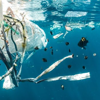 Foto de PLÁSTICOS: ¿CUÁL ES EL PROBLEMA Y CÓMO LO RESOLVEMOS?