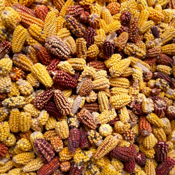 Foto de BEBIDAS ANCESTRALES EN UN MUNDO MODERNO: CHICHA DE JORA
