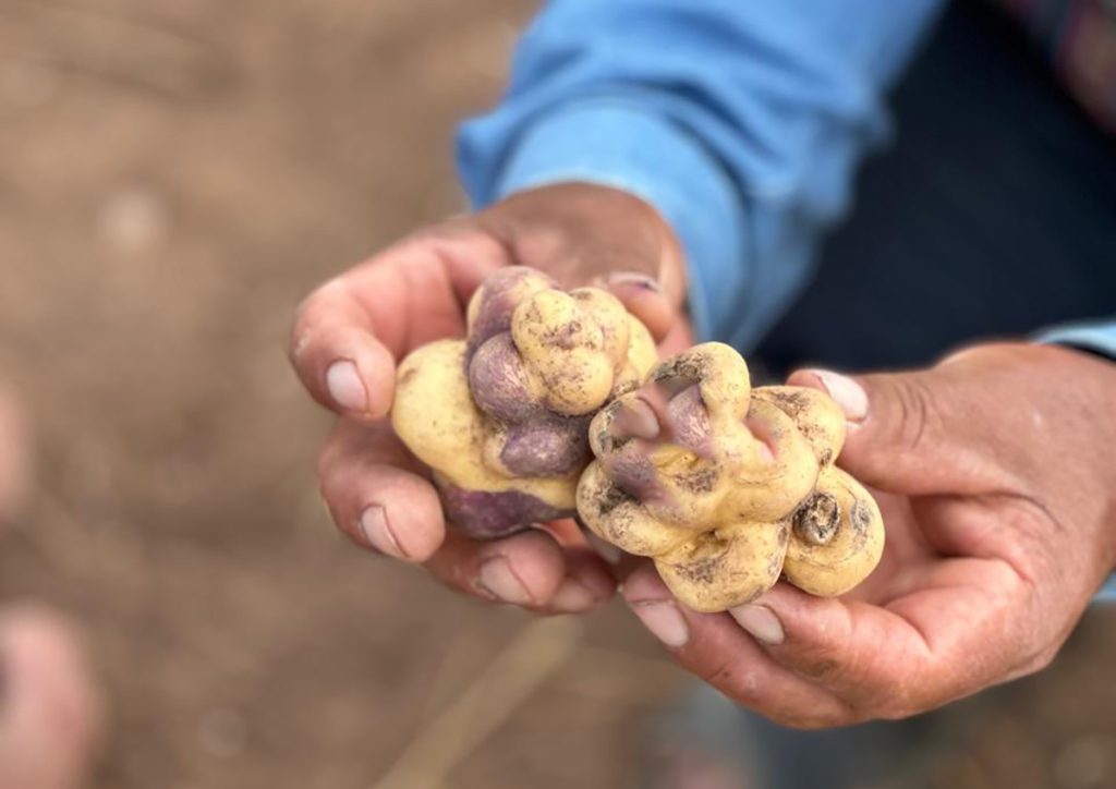 ES EL MES DE LA PAPA PERUANA: ¿CUÁL ES LA MEJOR PARA LA CAUSA, LA PAPA RELLENA O LA PAPA FRITA?