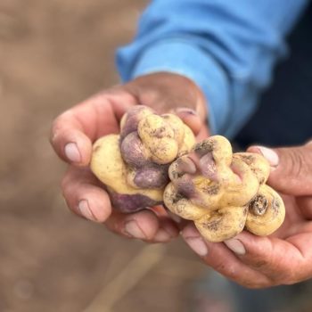 Foto de ES EL MES DE LA PAPA PERUANA: ¿CUÁL ES LA MEJOR PARA LA CAUSA, LA PAPA RELLENA O LA PAPA FRITA?