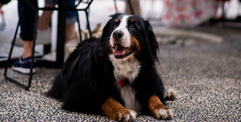 TERRAZAS PET FRIENDLY: AQUÍ LAS MASCOTAS SON TAN BIENVENIDAS COMO LOS HUMANOS