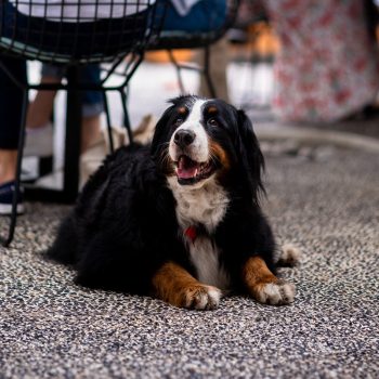 Foto de TERRAZAS PET FRIENDLY: AQUÍ LAS MASCOTAS SON TAN BIENVENIDAS COMO LOS HUMANOS
