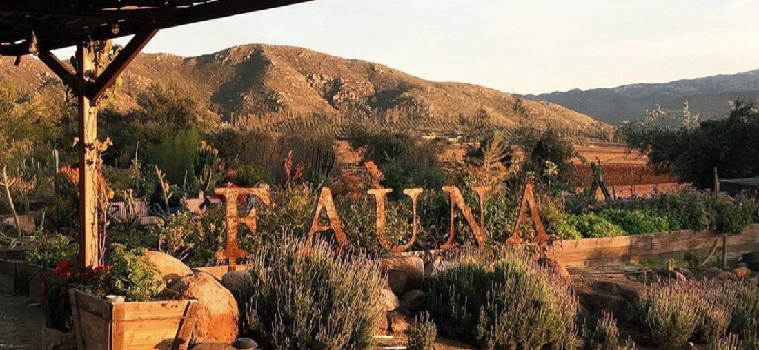 BRUMA, FAUNA Y EL MUNDO QUE LOS RODEA: UN PARAÍSO EN ENSENADA