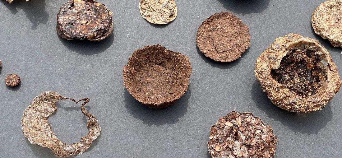 MATERIALIDADES DE THEOBROMA CACAO L.