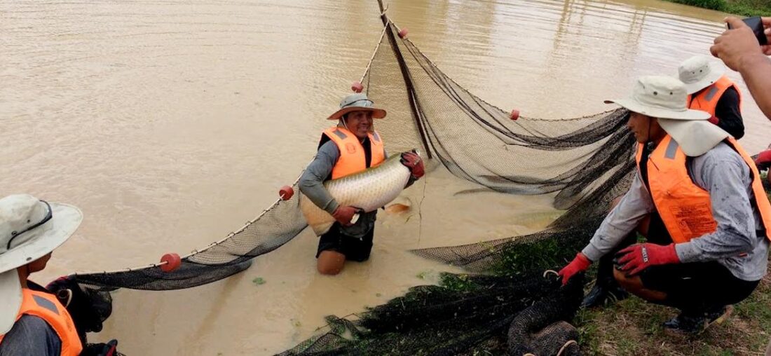 LA RUTA DEL PAICHE: ASÍ LLEGA EL GRAN PEZ AMAZÓNICO HASTA NUESTRA MESA