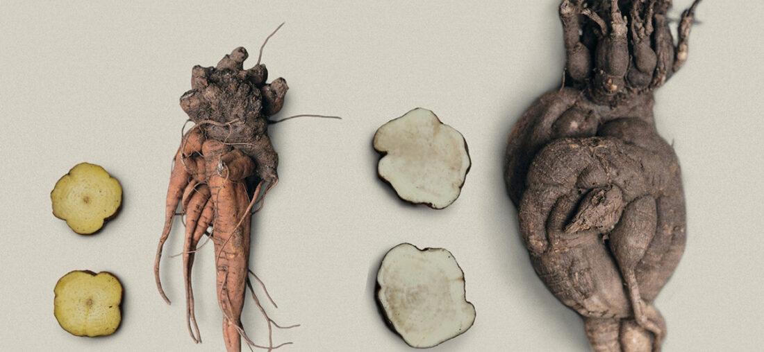 MAUKA: LA RAÍZ QUE SE RESISTE AL OLVIDO