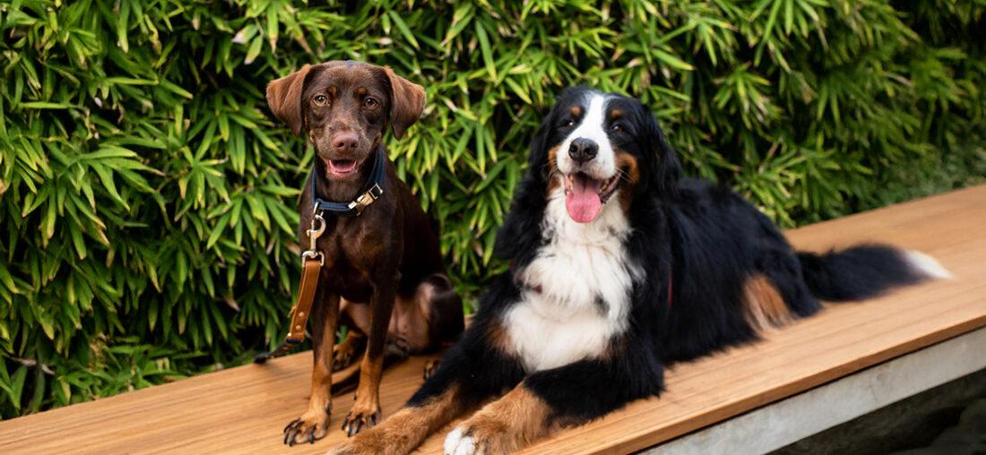 QUÉ VAS A SABER, MASCOTA: 5 RESTAURANTES PET FRIENDLY A LOS QUE PUEDEN IR A DISFRUTAR CON SU COMPAÑERO PELUDO