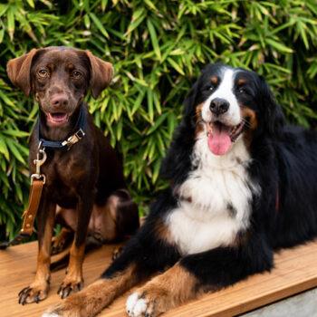 Foto de QUÉ VAS A SABER, MASCOTA: 5 RESTAURANTES PET FRIENDLY A LOS QUE PUEDEN IR A DISFRUTAR CON SU COMPAÑERO PELUDO