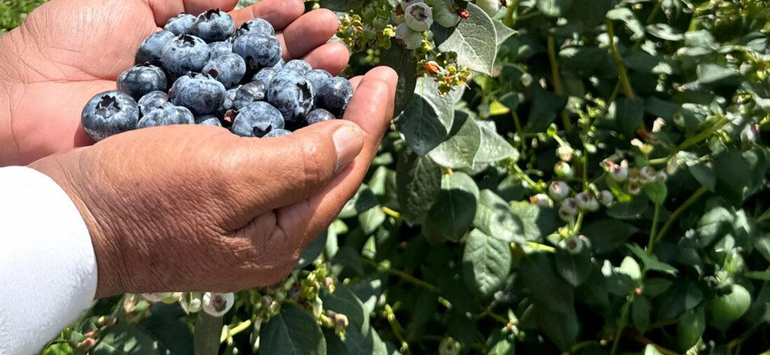 EL «ORO AZUL PERUANO»: DESDE ÁNCASH, EL CAMINO DEL ARÁNDANO HASTA NUESTRAS MESAS