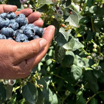 Foto de EL «ORO AZUL PERUANO»: DESDE ÁNCASH, EL CAMINO DEL ARÁNDANO HASTA NUESTRAS MESAS