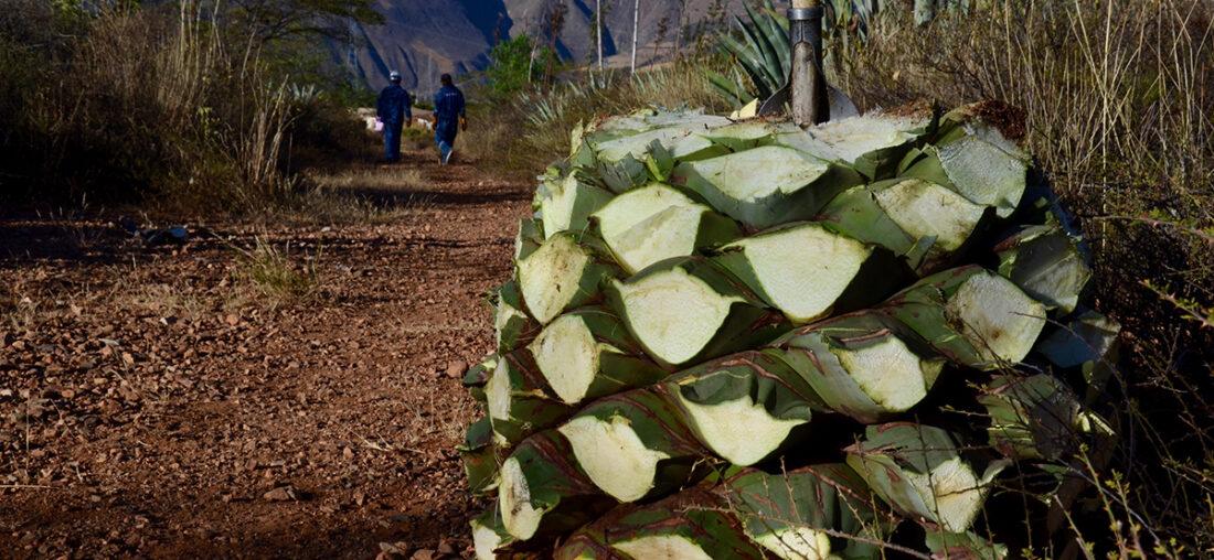 EL DESTILADO DE AGAVE PERUANO QUE SE PROYECTA A 300 AÑOS