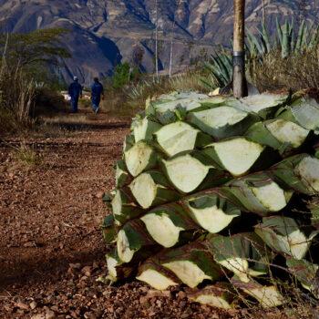 Foto de EL DESTILADO DE AGAVE PERUANO QUE SE PROYECTA A 300 AÑOS