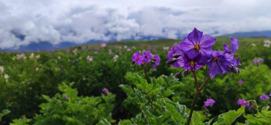 CLIMA, CULTIVOS Y PLAGAS, IMPACTOS CRUZADOS EN LA PAPA Y EL HABA