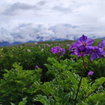 Foto de CLIMA, CULTIVOS Y PLAGAS, IMPACTOS CRUZADOS EN LA PAPA Y EL HABA