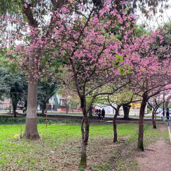 Foto de ¿DÓNDE COME ELENA SANTOS EN LINCE?