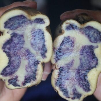 Foto de PAPAS NATIVAS: 5 FORMAS PARA COCINARLAS Y COMERLAS EN CASA