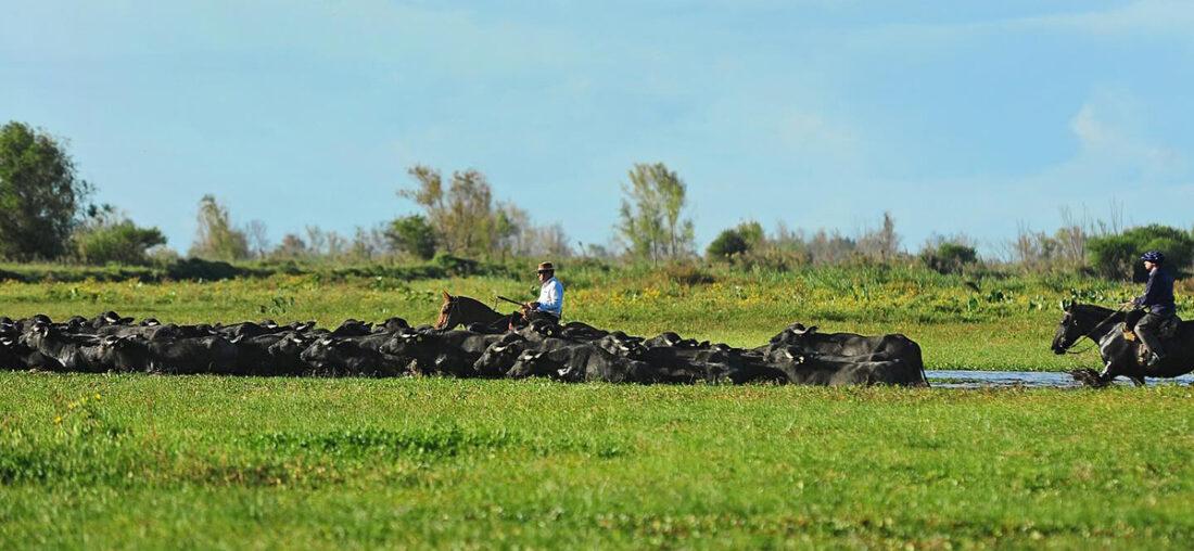 CARNE DE BÚFALO, UNA ALTERNATIVA ECOLÓGICA EN LA PATRIA DE LAS VACAS