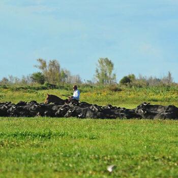 Foto de CARNE DE BÚFALO, UNA ALTERNATIVA ECOLÓGICA EN LA PATRIA DE LAS VACAS