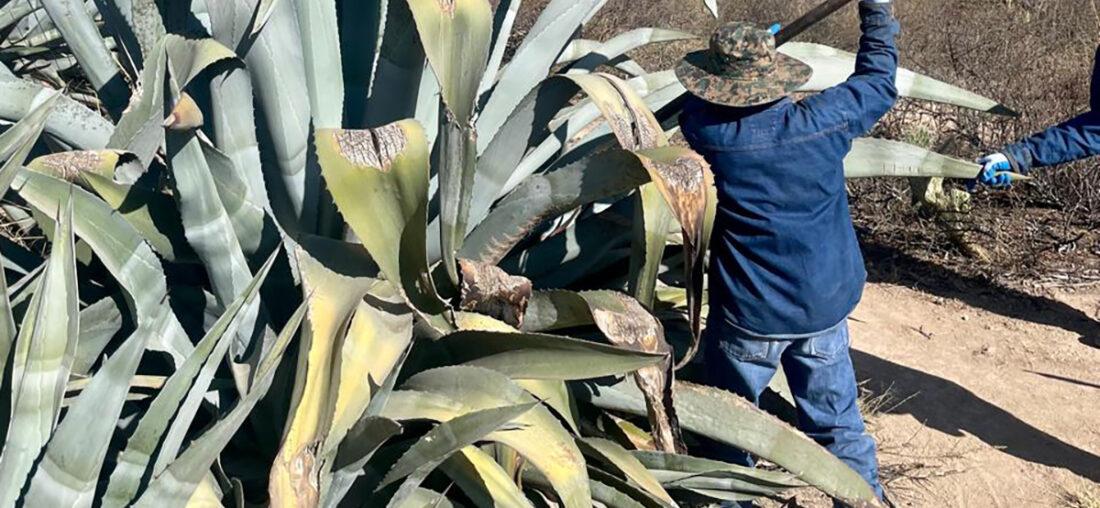 LA HISTORIA DEL AGAVE EN EL PERÚ: DE LOS TEXTILES AL DESTILADO