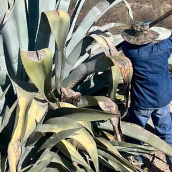 Foto de LA HISTORIA DEL AGAVE EN EL PERÚ: DE LOS TEXTILES AL DESTILADO