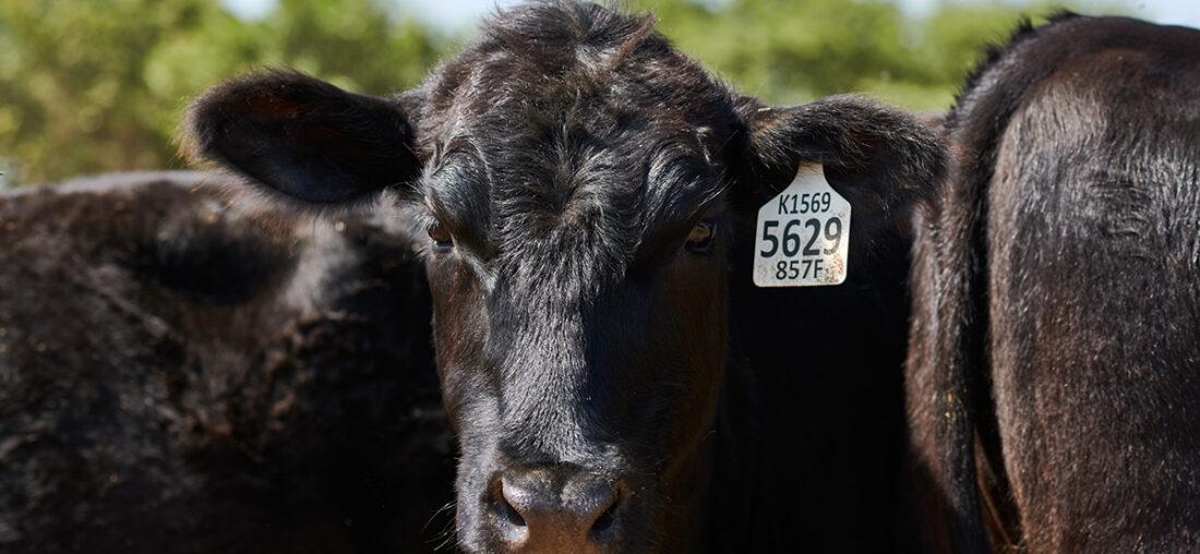 LA CARNE ANGUS EN EL PERÚ: UN PROYECTO DE PUREZA GENÉTICA EN LA LIBERTAD