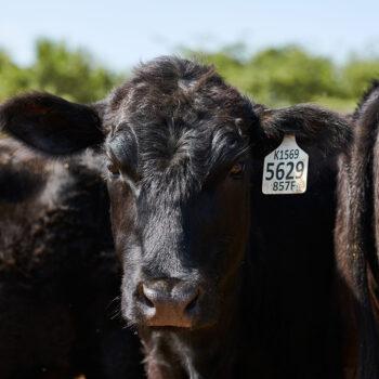 Foto de LA CARNE ANGUS EN EL PERÚ: UN PROYECTO DE PUREZA GENÉTICA EN LA LIBERTAD